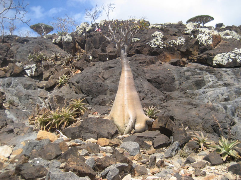 Socotra.......Oman